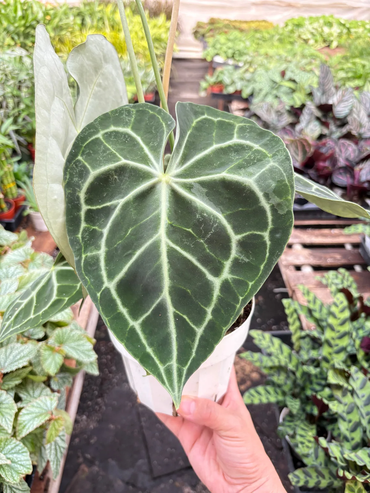 Anthurium 