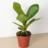 Anthurium 'Cobra' houseplant