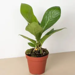 Anthurium 'Cobra' houseplant