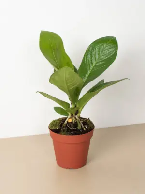 Anthurium 'Cobra' houseplant