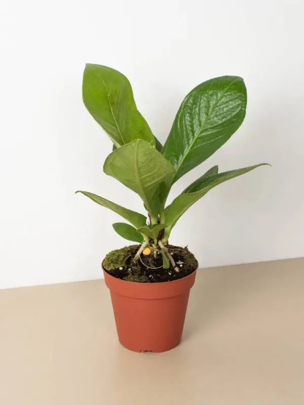 Anthurium 'Cobra' houseplant