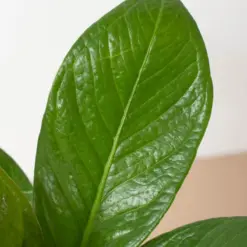 Anthurium 'Cobra' — additional view