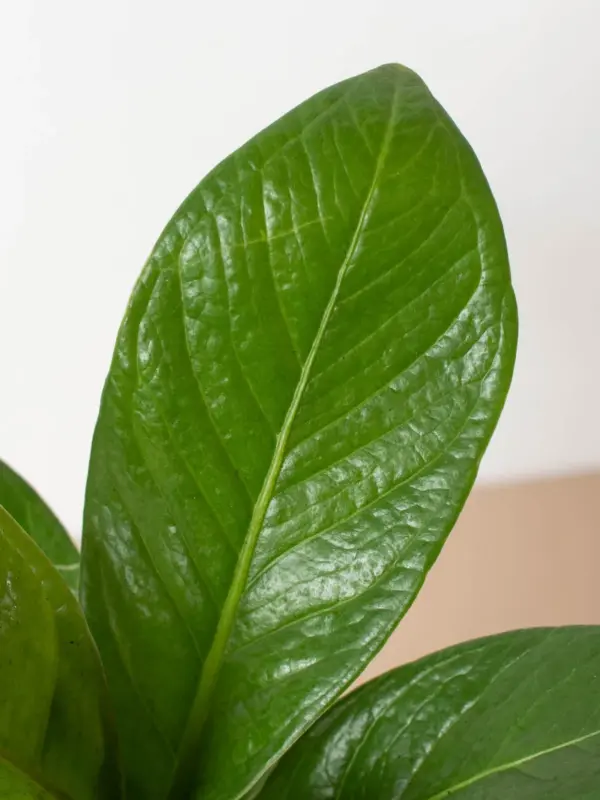 Anthurium 'Cobra' — additional view