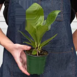 Anthurium 'Cobra' — additional view
