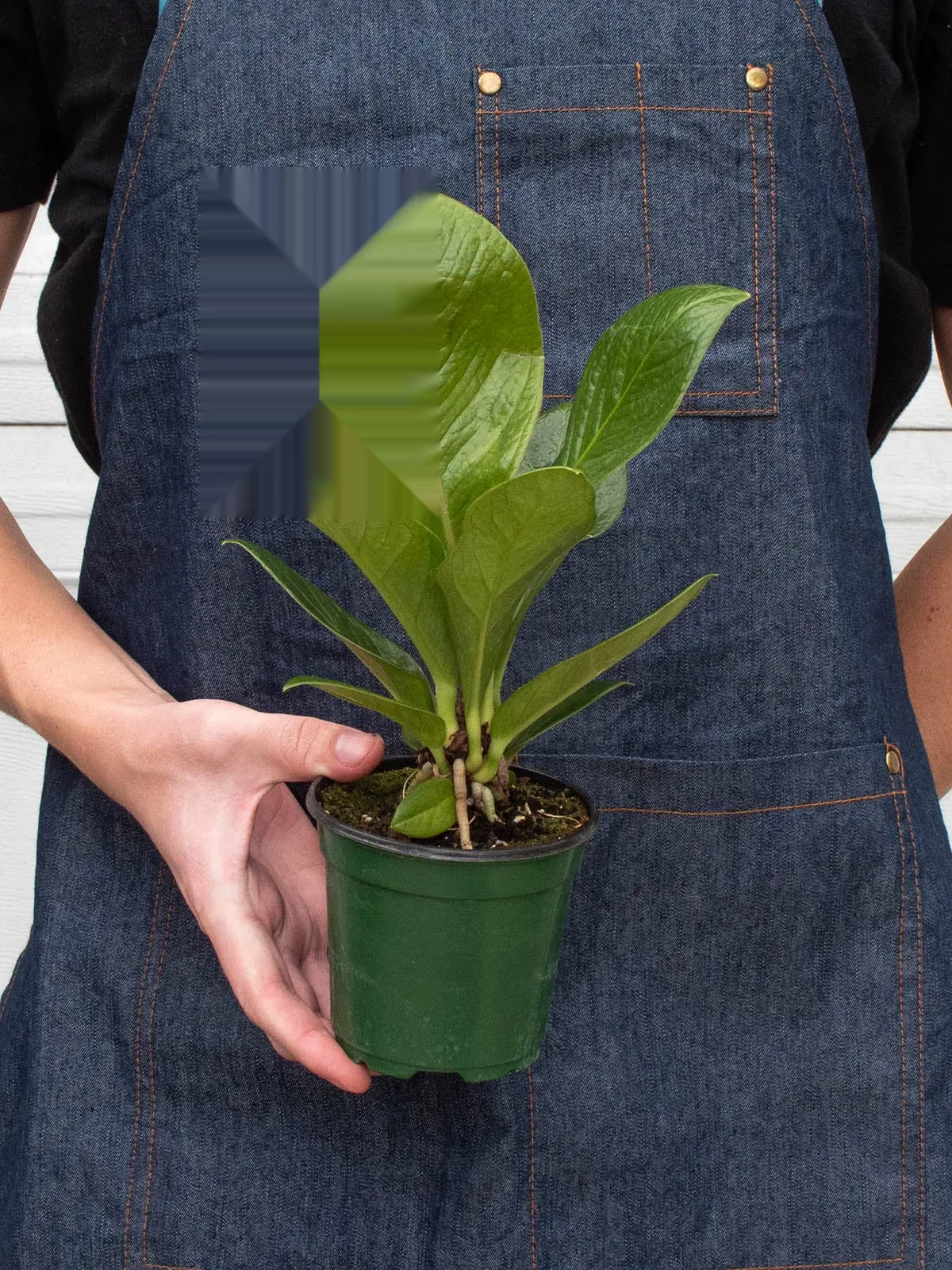 Anthurium 