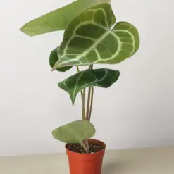 Anthurium Crystallinum houseplant
