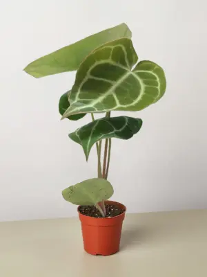 Anthurium Crystallinum houseplant