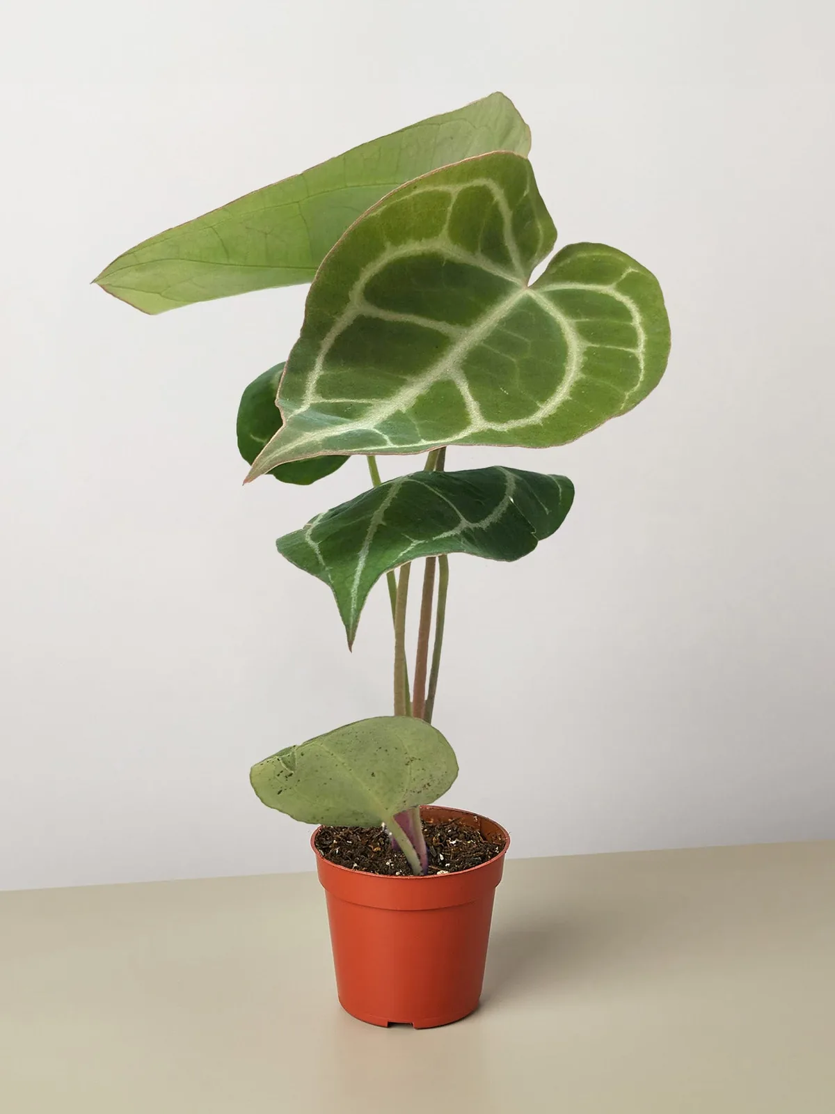 Anthurium Crystallinum houseplant