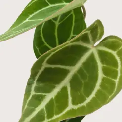 Anthurium Crystallinum — additional view