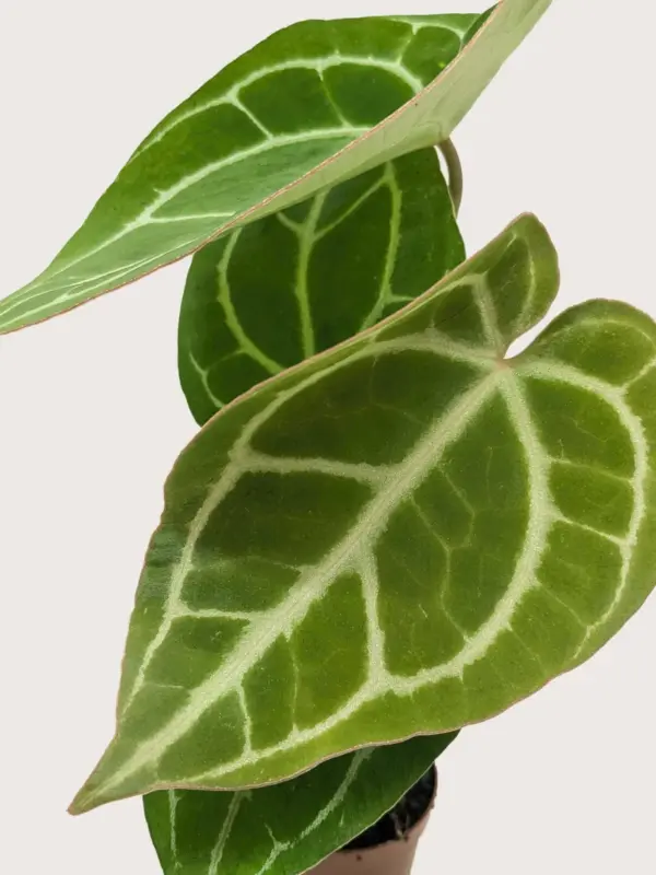Anthurium Crystallinum — additional view