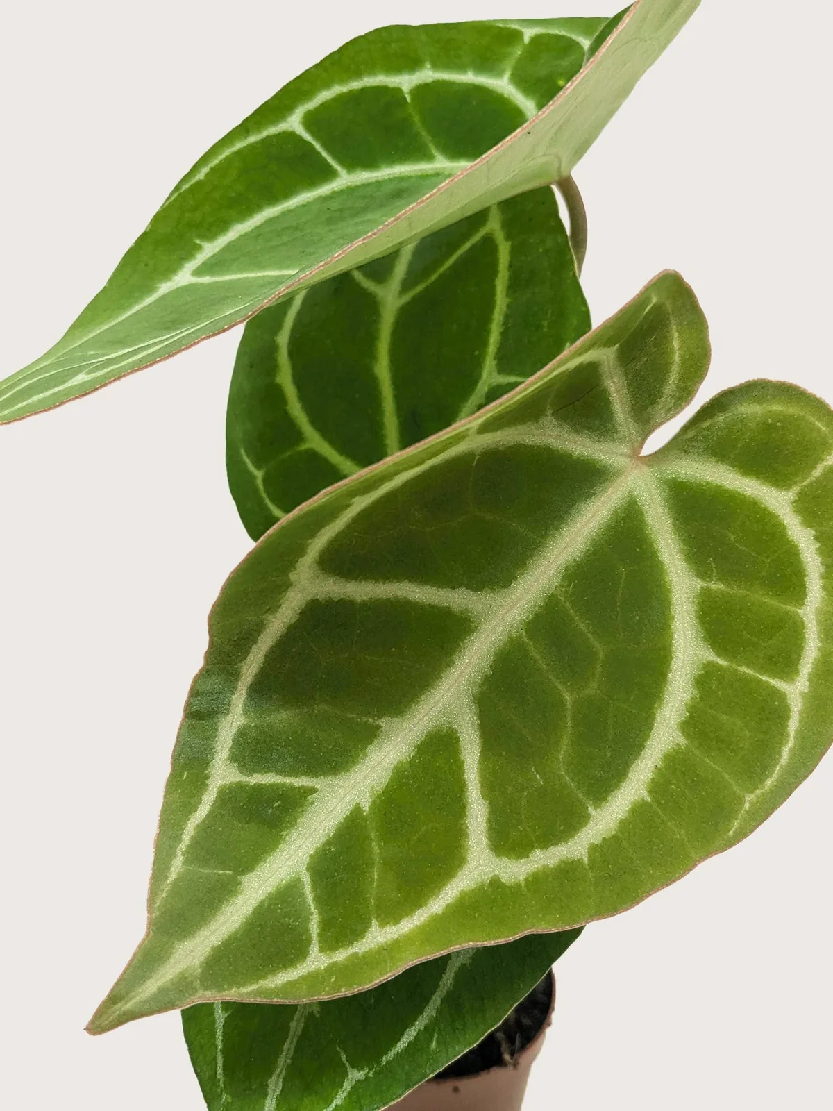 Anthurium Crystallinum — additional view