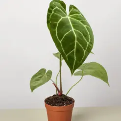 Anthurium Crystallinum — additional view