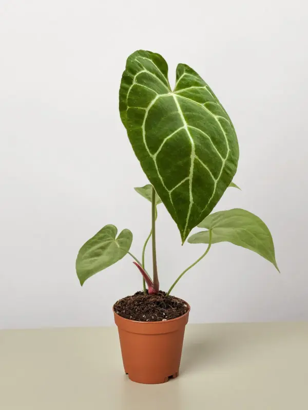 Anthurium Crystallinum — additional view