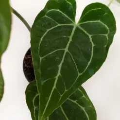 Anthurium Crystallinum — additional view