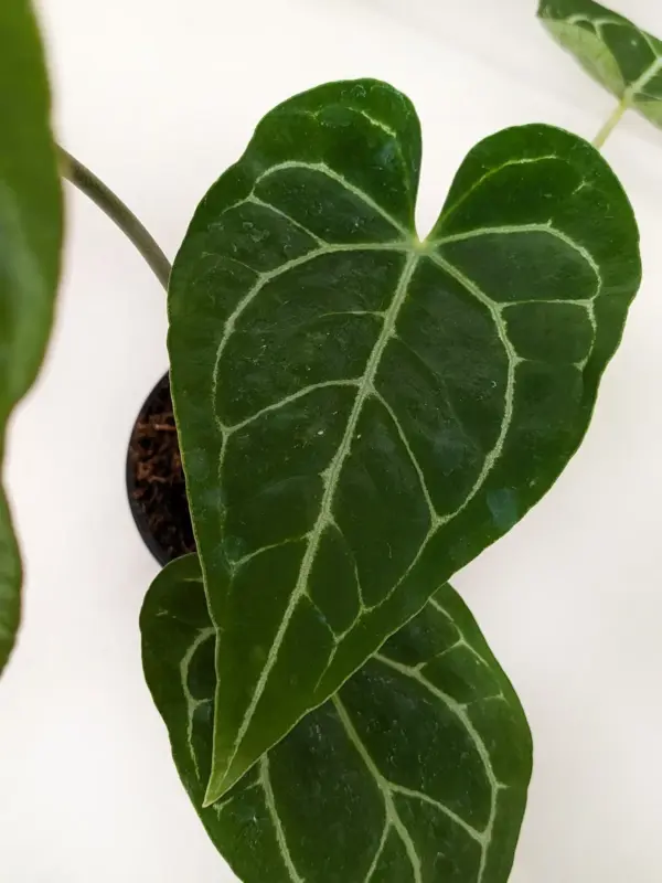 Anthurium Crystallinum — additional view