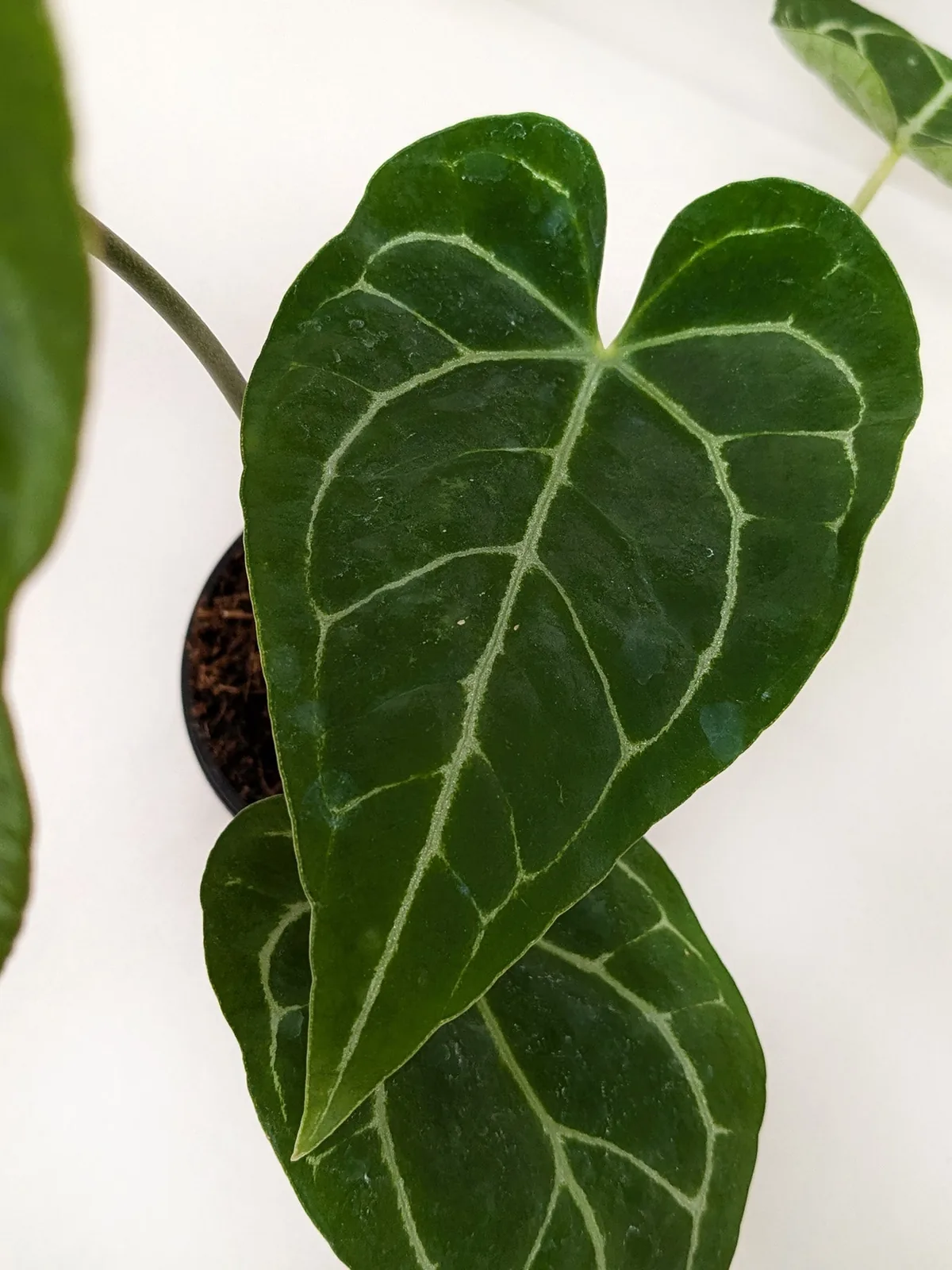 Anthurium Crystallinum — additional view