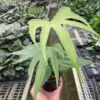 Anthurium Fingers houseplant