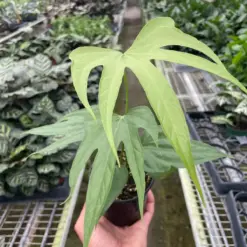 Anthurium Fingers houseplant