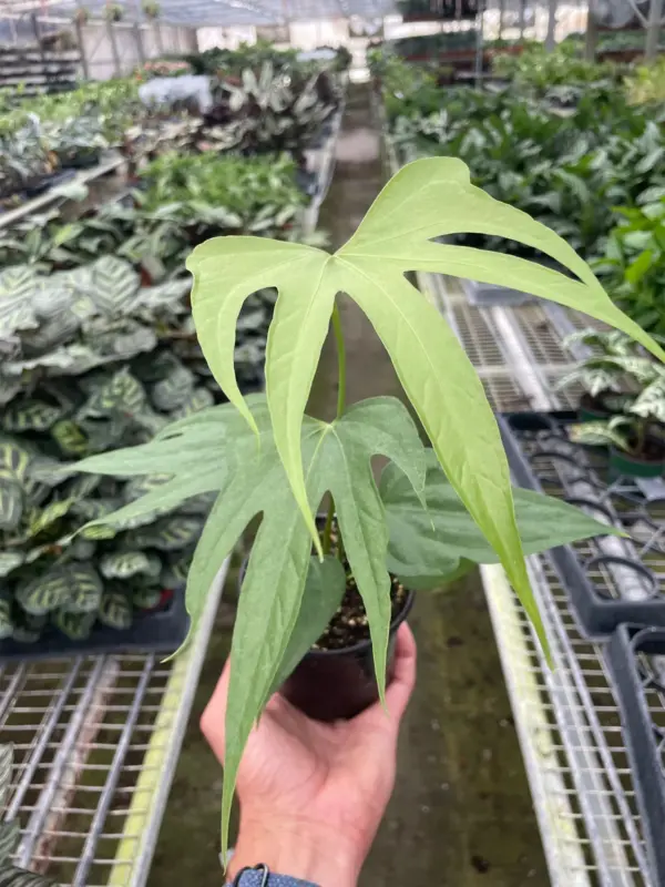 Anthurium Fingers houseplant