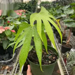 Anthurium Fingers — additional view