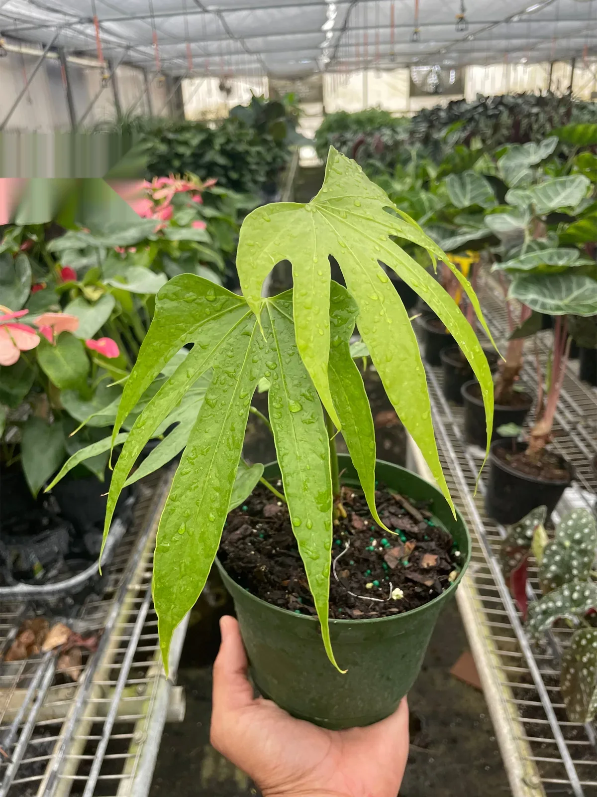 Anthurium Fingers — additional view