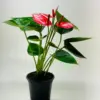 Anthurium 'Livium' houseplant