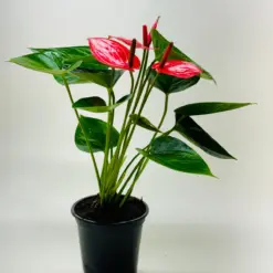 Anthurium 'Livium' houseplant