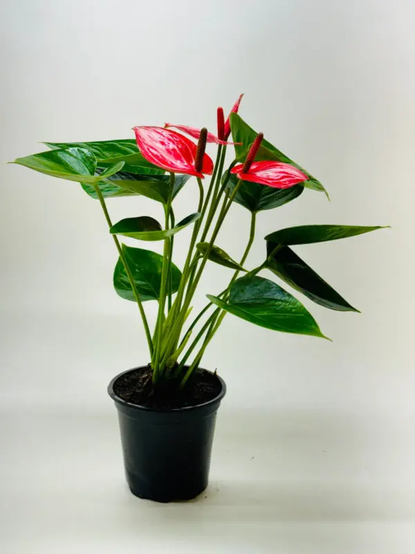 Anthurium 'Livium' houseplant