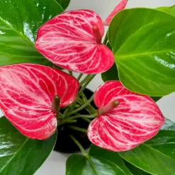 Anthurium 'Livium' — additional view