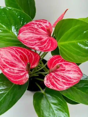 Anthurium 'Livium' — additional view