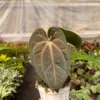 Anthurium 'Magnificum' houseplant