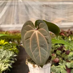 Anthurium 'Magnificum' houseplant
