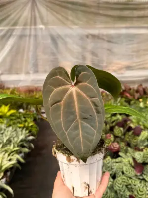 Anthurium 'Magnificum' houseplant