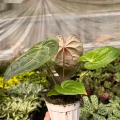 Anthurium 'Magnificum' — additional view