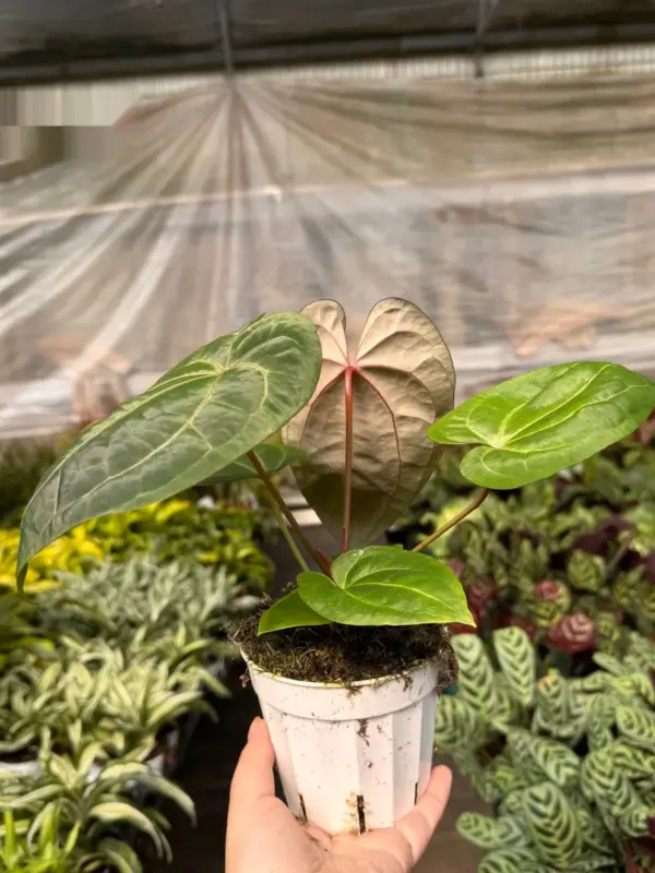 Anthurium 'Magnificum' — additional view
