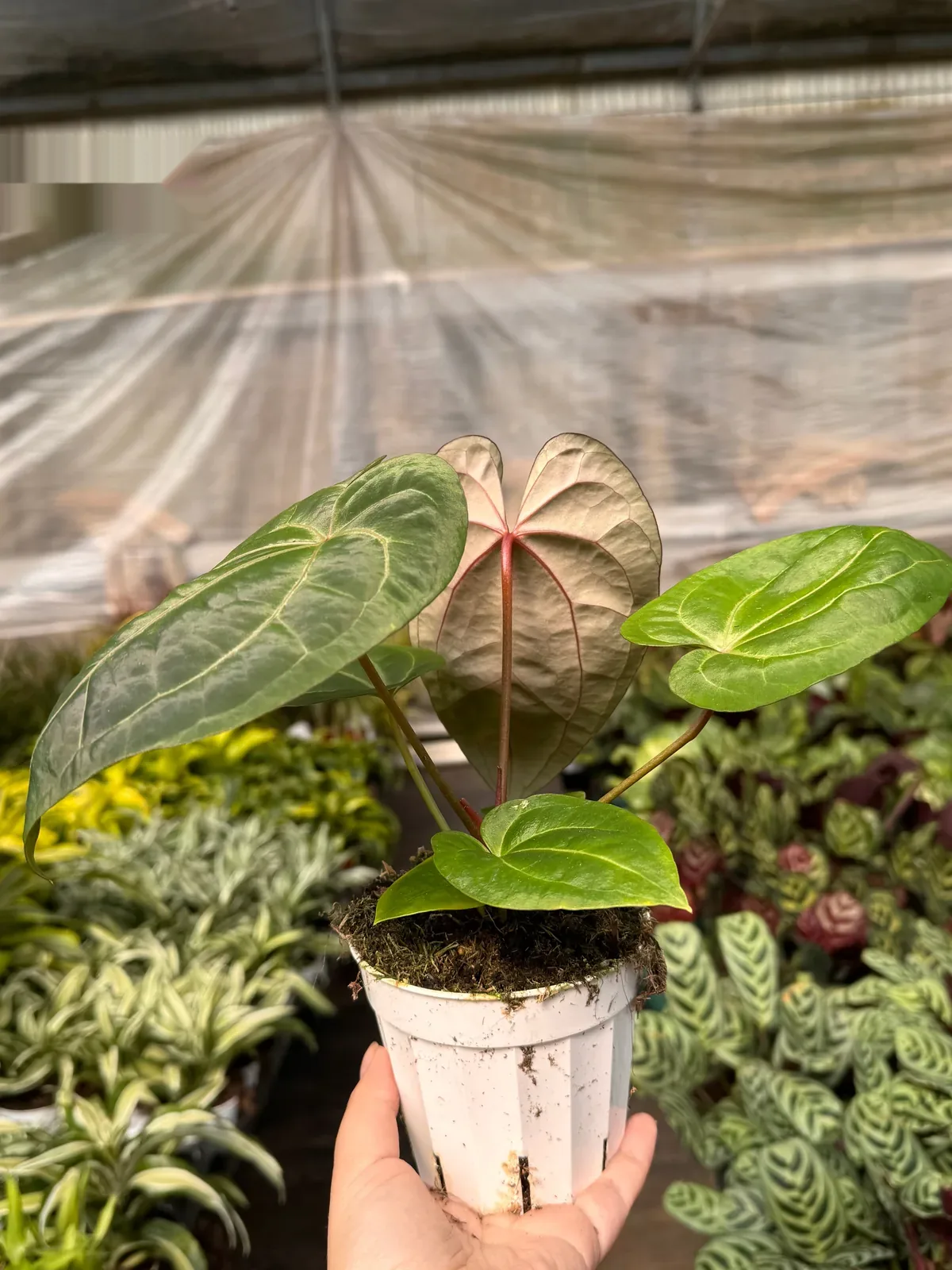 Anthurium 