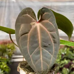 Anthurium 'Magnificum' — additional view