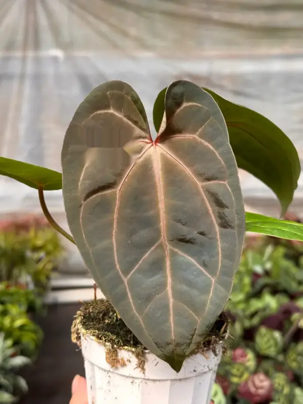Anthurium 'Magnificum' — additional view