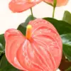 Anthurium 'Orange' houseplant