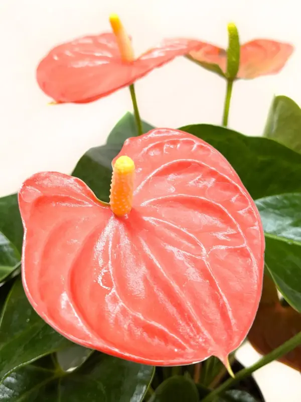 Anthurium 'Orange' houseplant