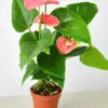 Anthurium 'Pink' houseplant