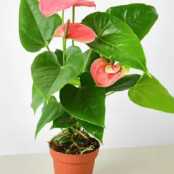 Anthurium 'Pink' houseplant