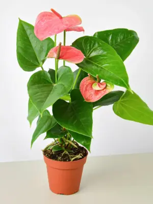 Anthurium 'Pink' houseplant