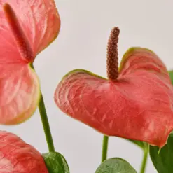 Anthurium 'Pink' — leaf detail close-up