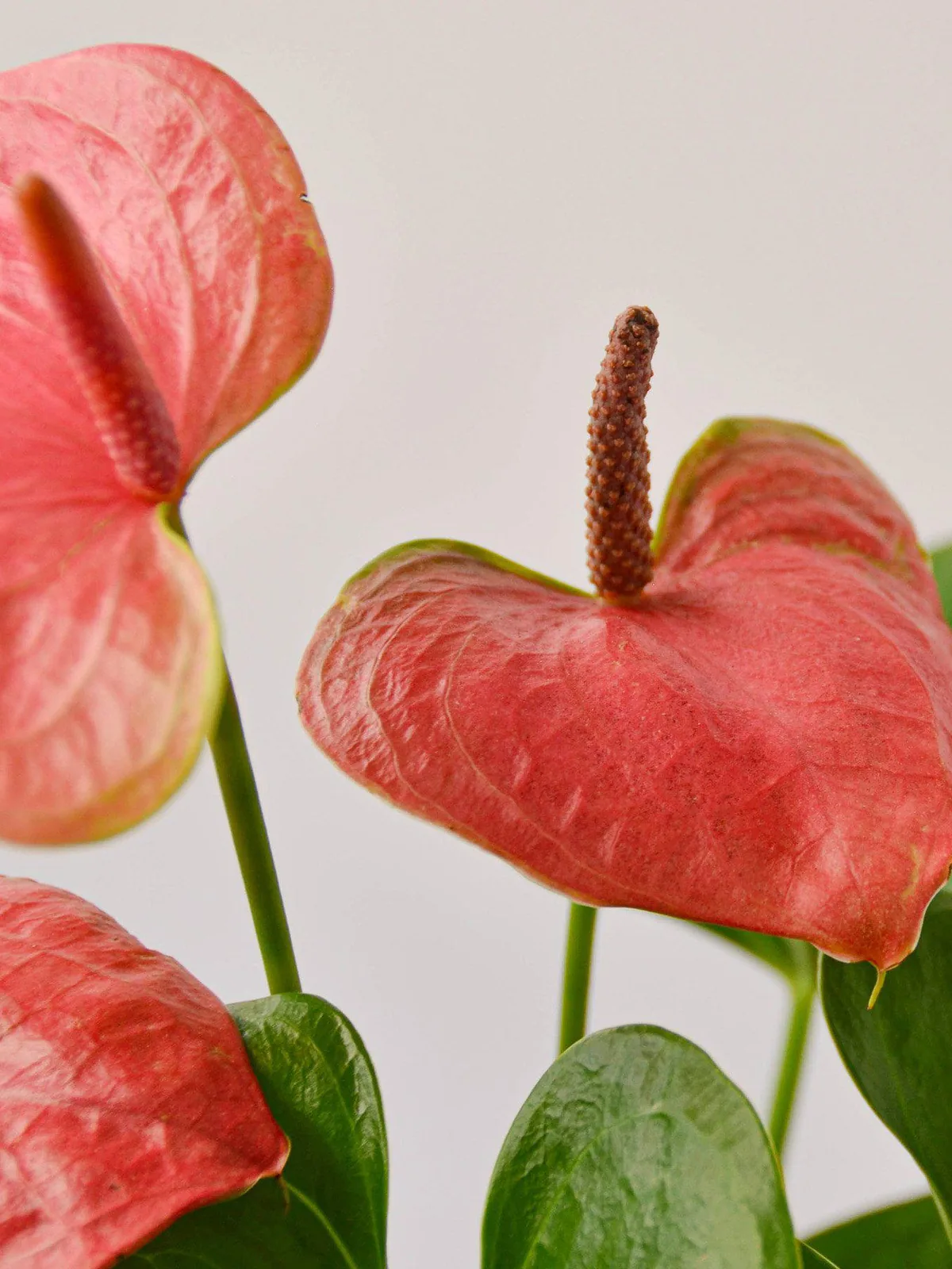 Anthurium 