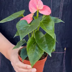 Anthurium 'Pink' — held in hand for size reference