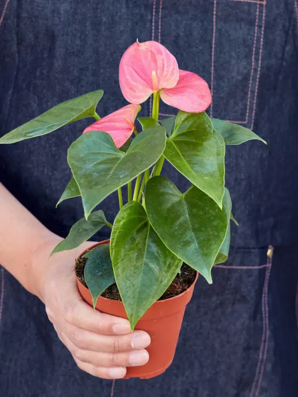 Anthurium 'Pink' — held in hand for size reference