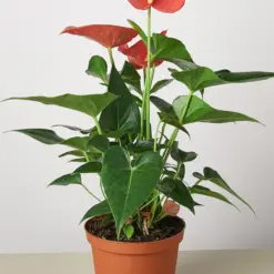 Anthurium 'Pink' — additional view