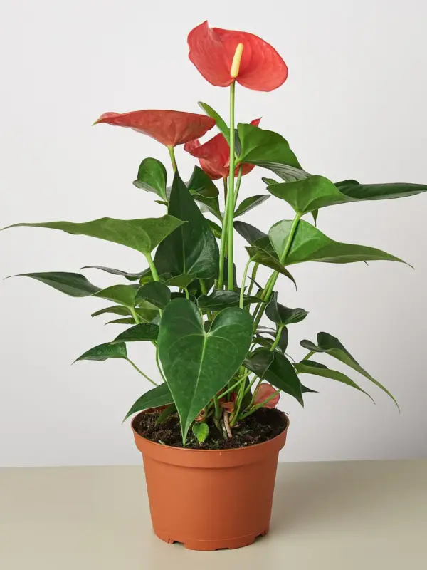 Anthurium 'Pink' — additional view