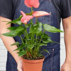 Anthurium 'Pink' — held in hand for size reference